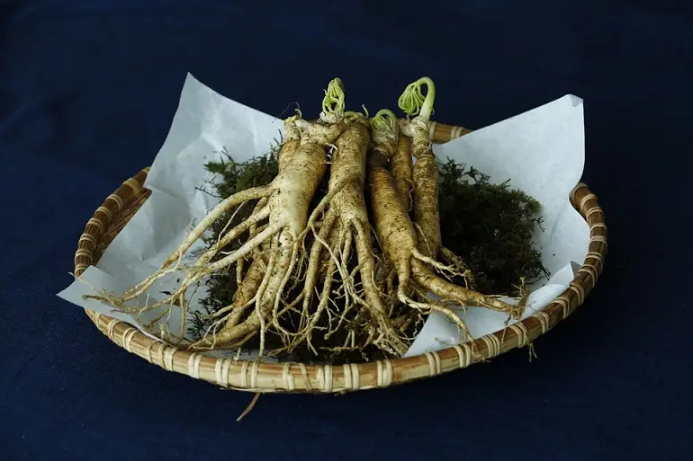 Panax Ginseng